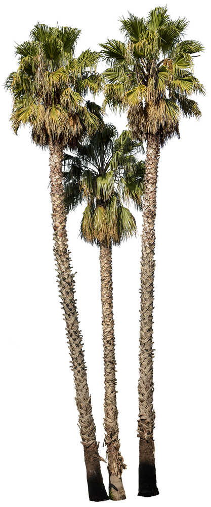 2x washingtonia robusta - palmier mexicain - palmier extérieur - persistant  – ⌀21 cm - ↕80-100 cm