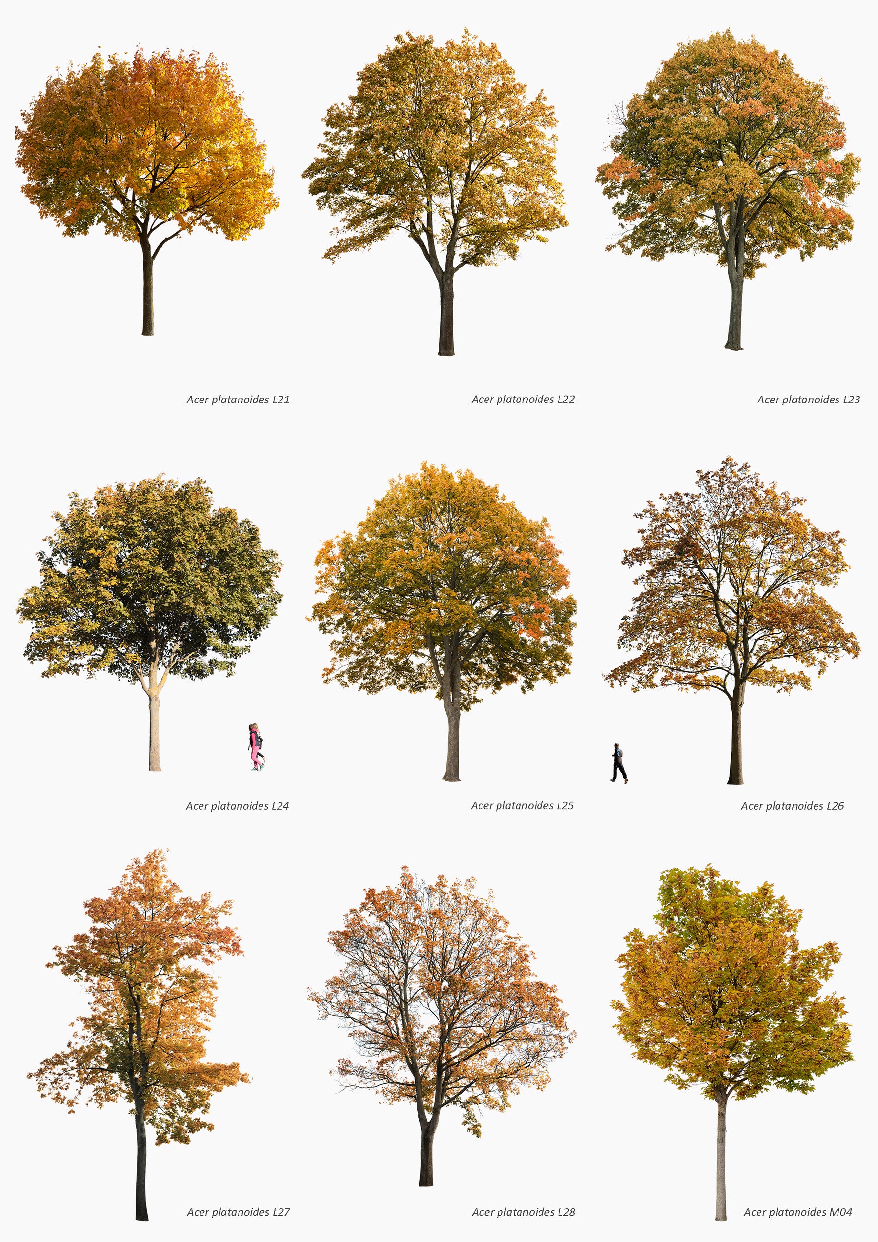 AUTUMN | Diverse trees