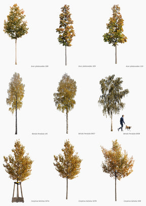 AUTUMN | Diverse trees