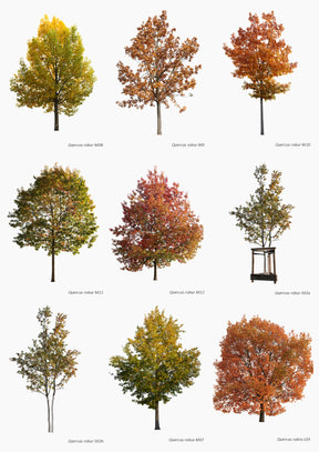 AUTUMN | Diverse trees