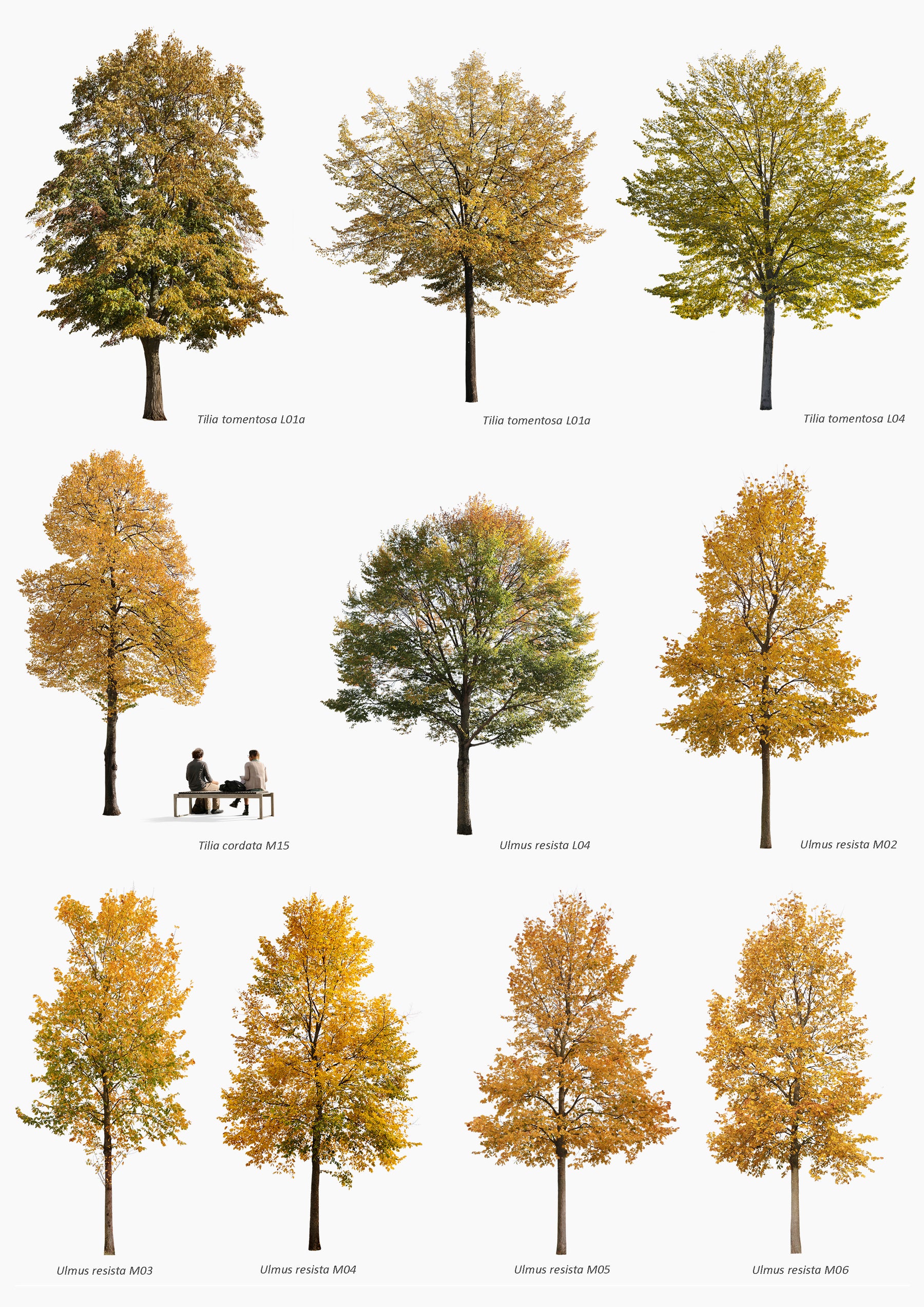 AUTUMN | Diverse trees