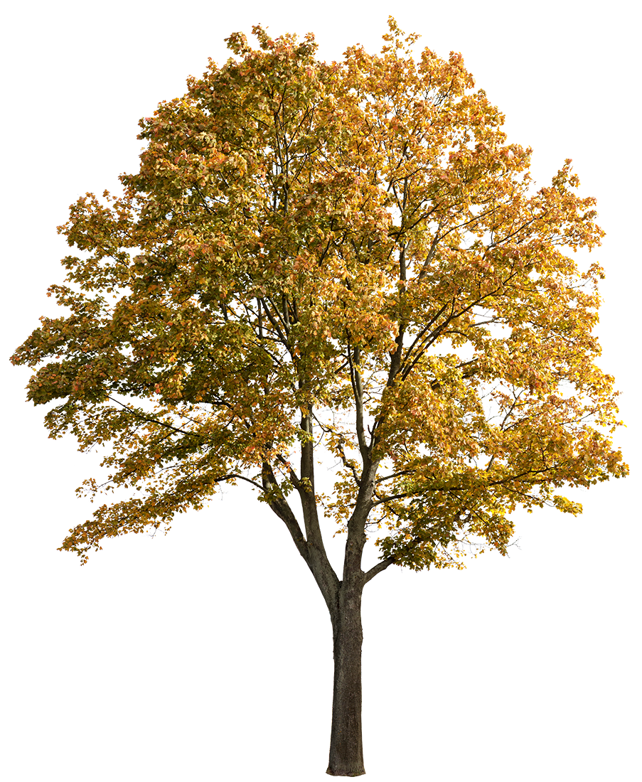 Acer platanoides L22 – Cutout|trees