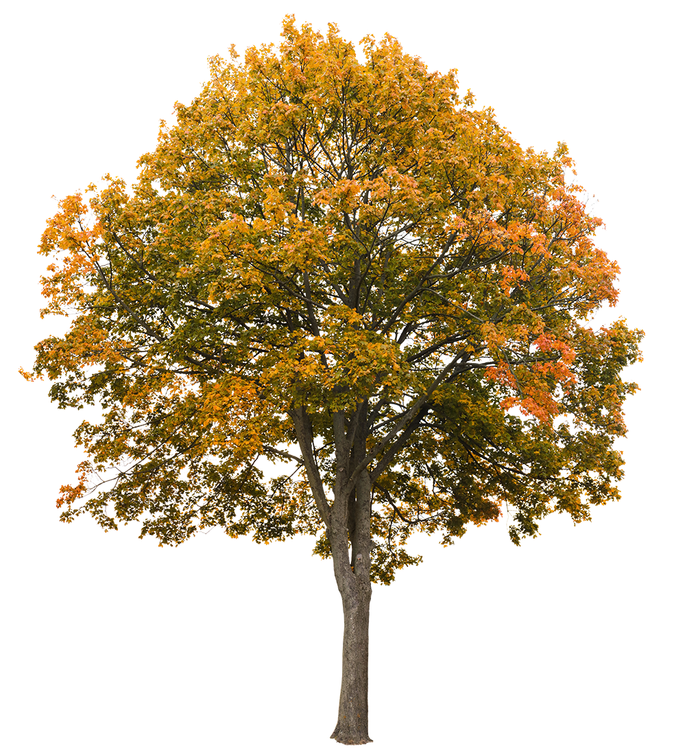 Acer platanoides L25 – Cutout|trees