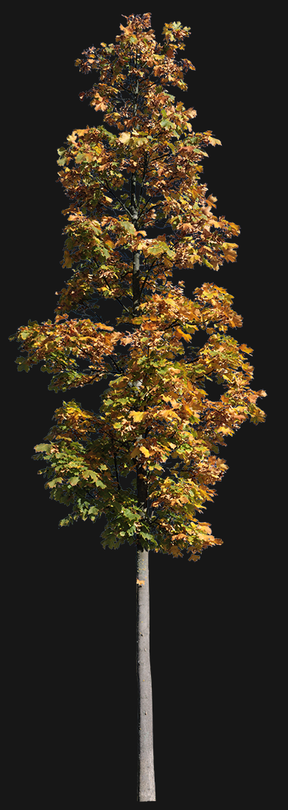 Acer platanoides S09
