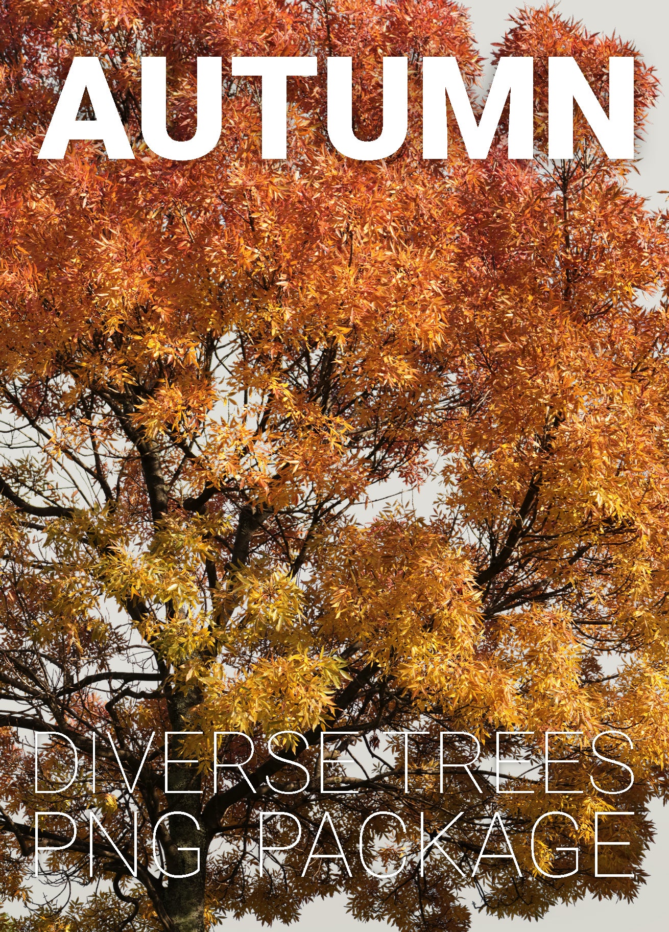 AUTUMN | Diverse trees