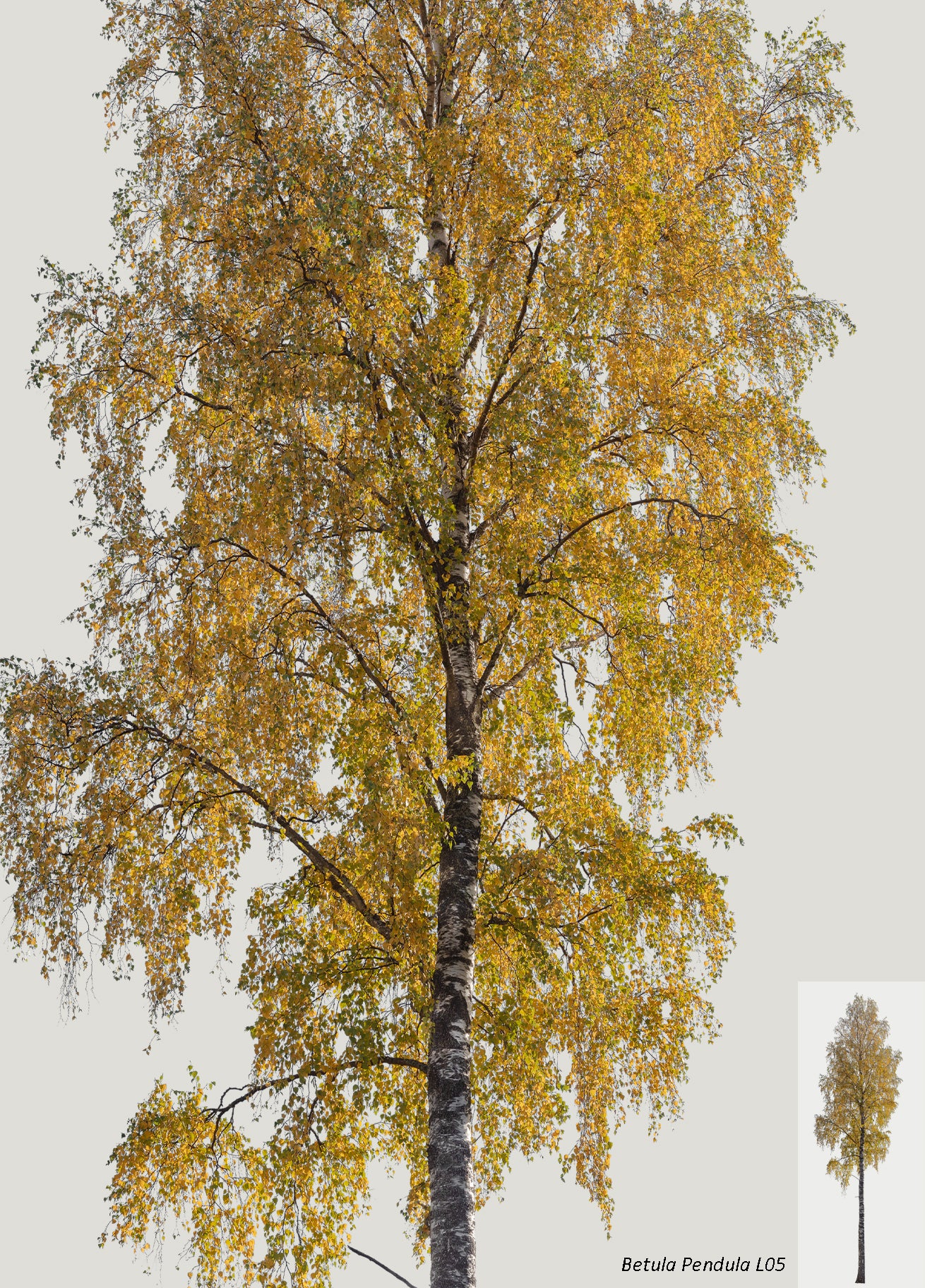 AUTUMN | Diverse trees