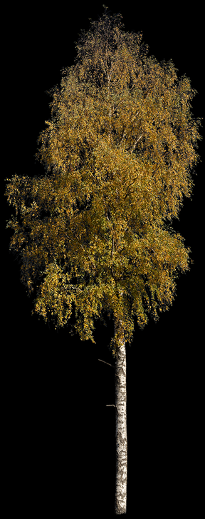 Betula Pendula L06