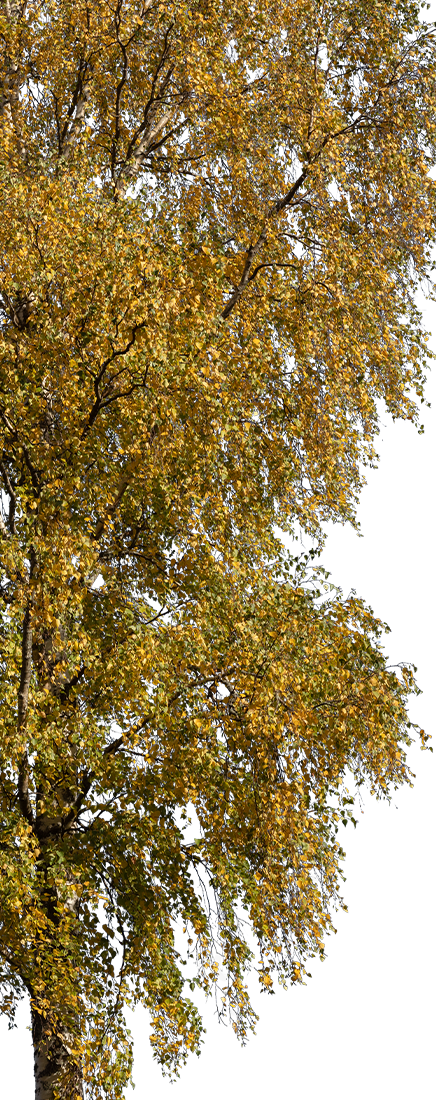 Betula Pendula L06