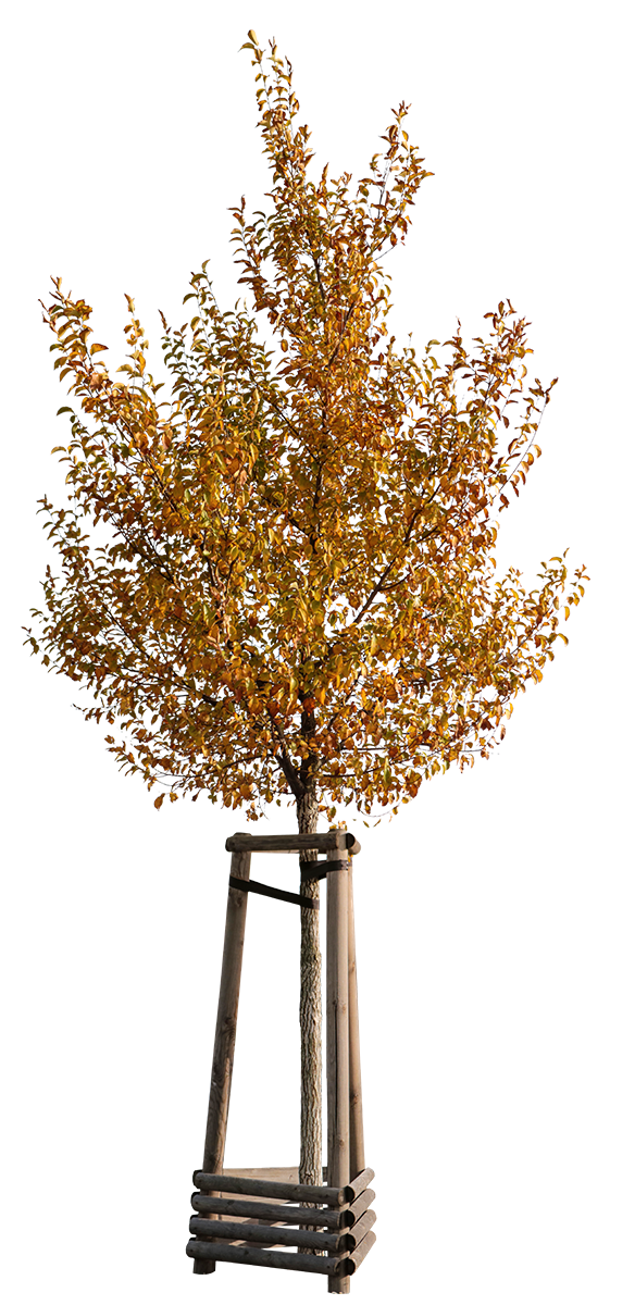 Carpinus betulus S07