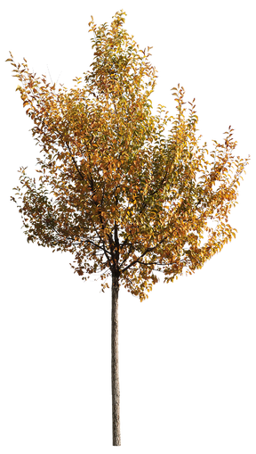 Carpinus betulus S08