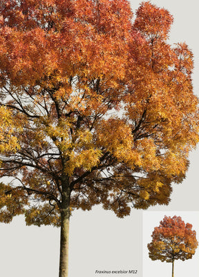 AUTUMN | Diverse trees