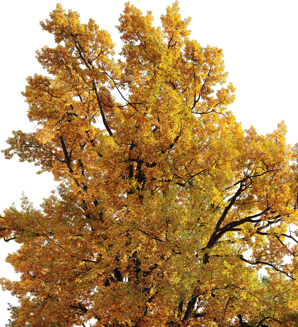 Quercus robur L02a