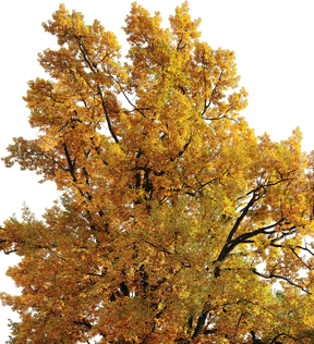 Quercus robur L02a