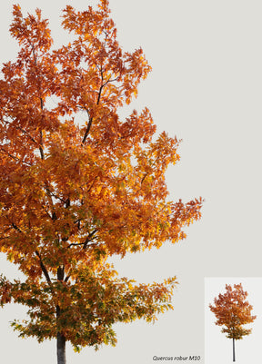 AUTUMN | Diverse trees