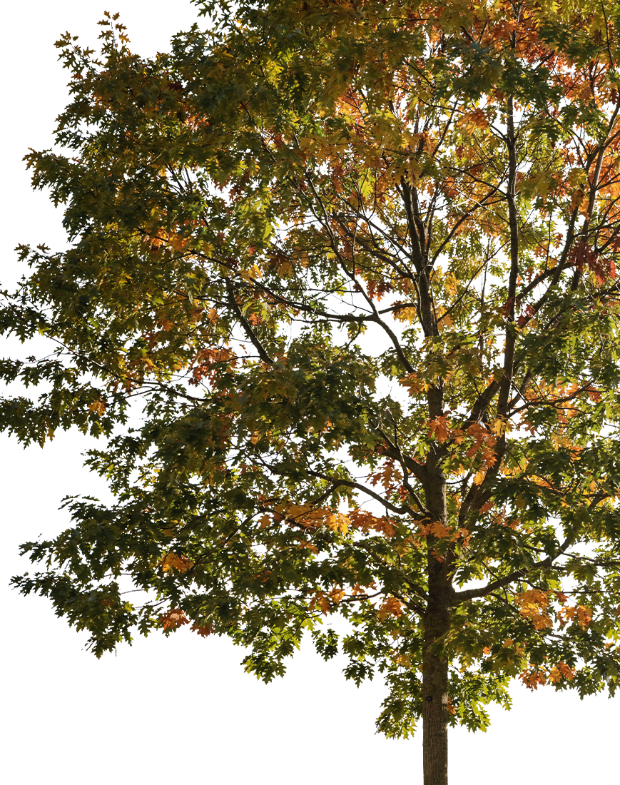 Quercus robur M11