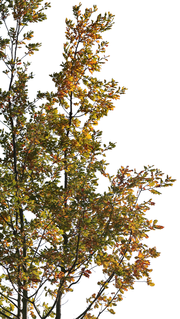 Quercus robur S02