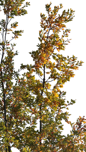 Quercus robur S02