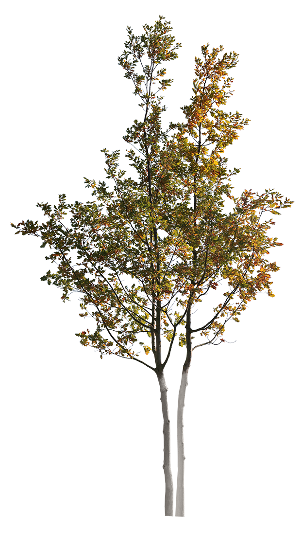 Quercus robur S02