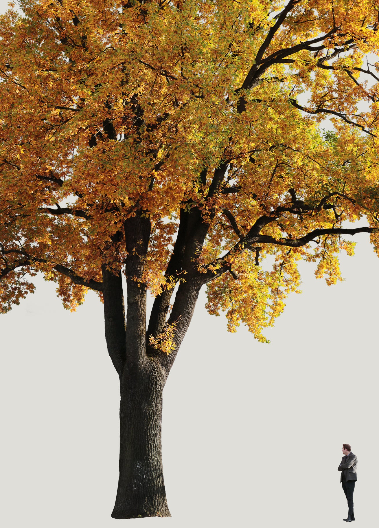 AUTUMN | Diverse trees