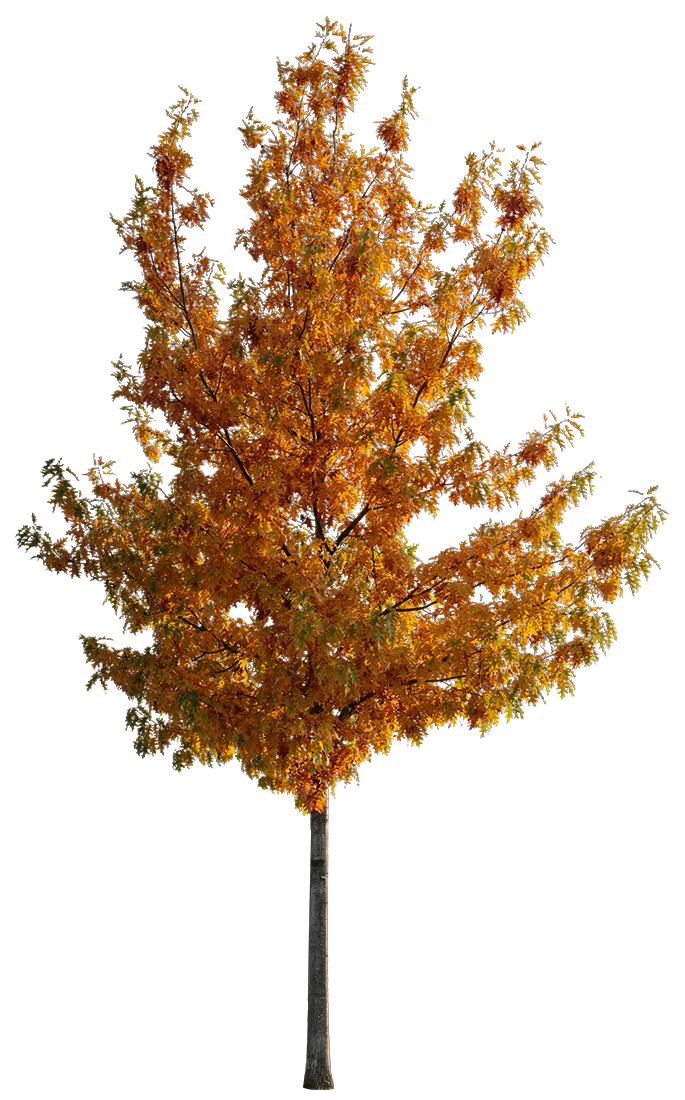 Quercus rubra S03