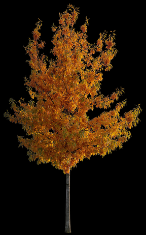 Quercus rubra S03