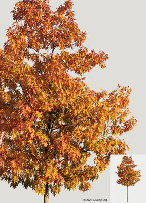 AUTUMN | Diverse trees