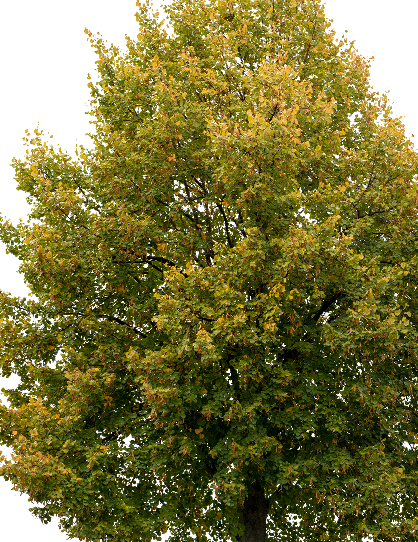 Tilia cordata M13