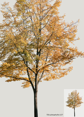 AUTUMN | Diverse trees