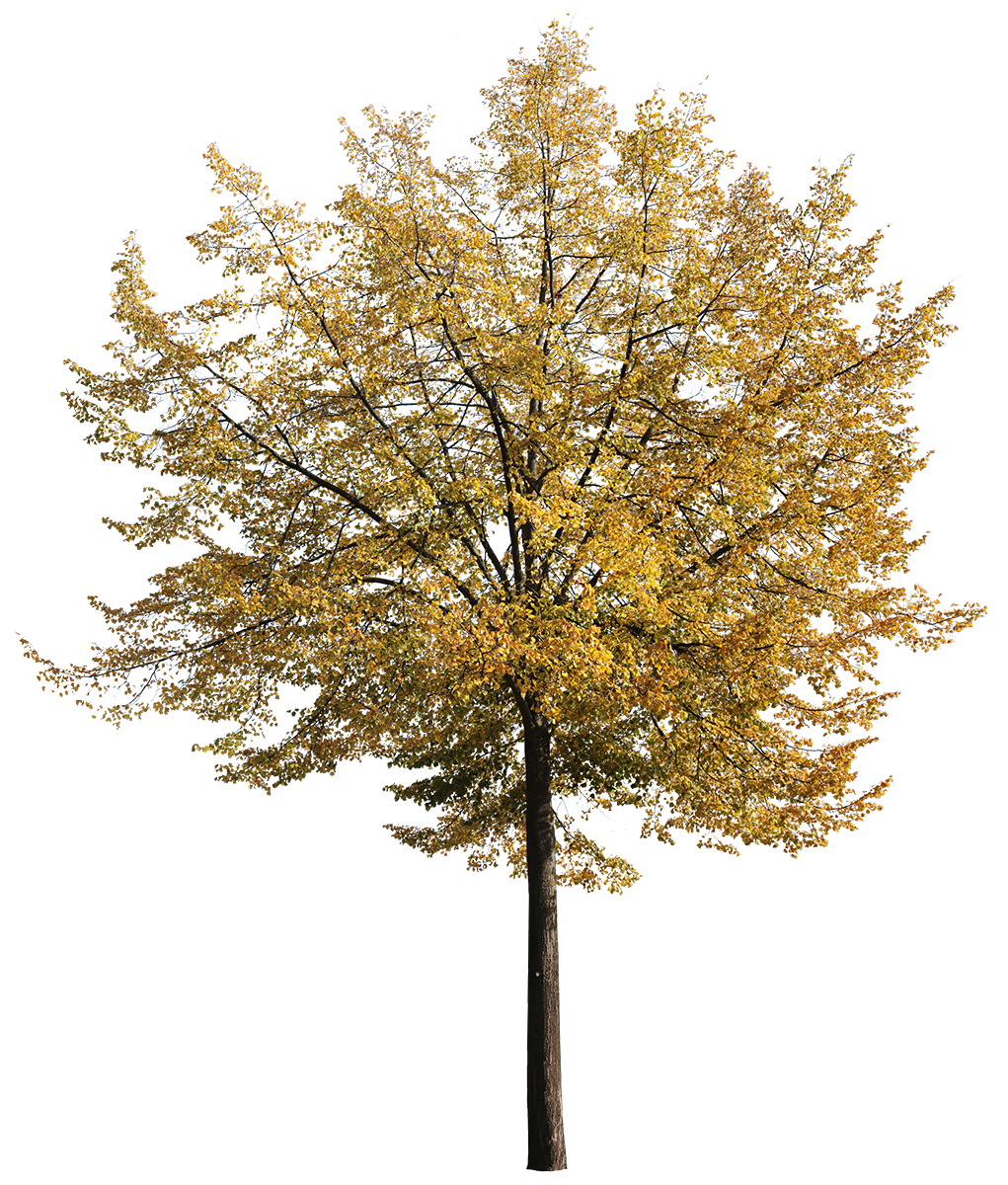 Tilia tomentosa L03 – Cutout|trees