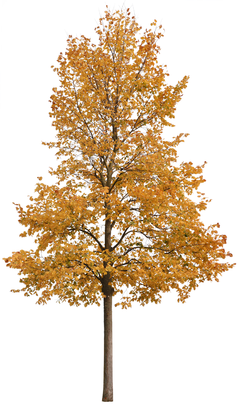 Ulmus resista M05 – Cutout|trees