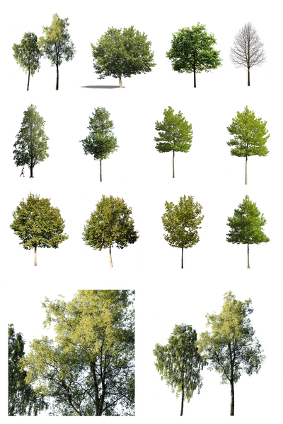 Medium Trees | Package – Cutout|trees