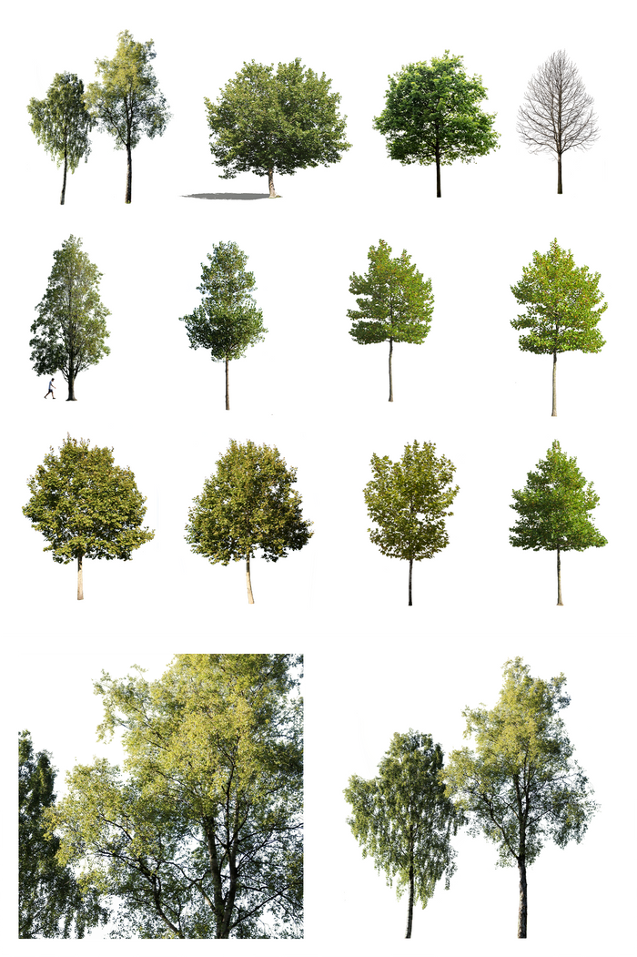 Medium Trees | Package – Cutout|trees