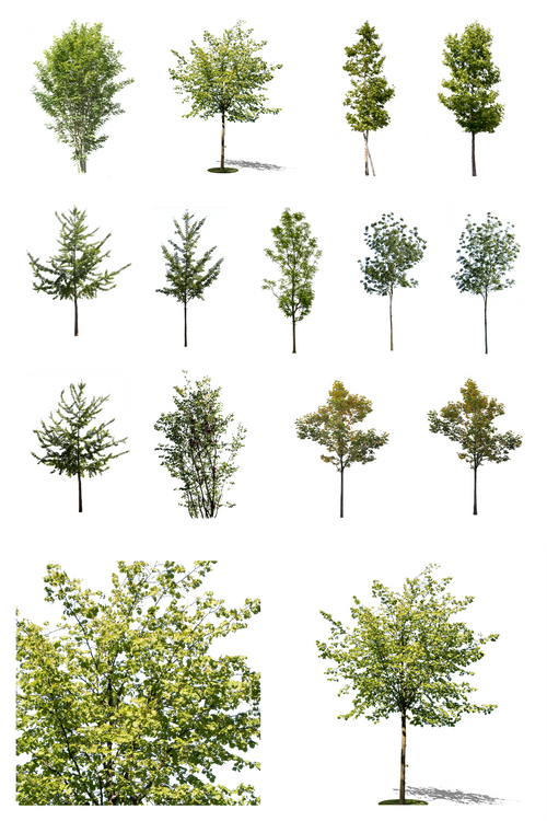 Small Trees | Package – Cutout|trees