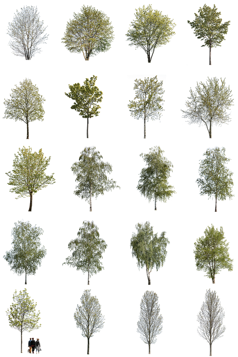 12 Large Trees Pack – Cutout|trees