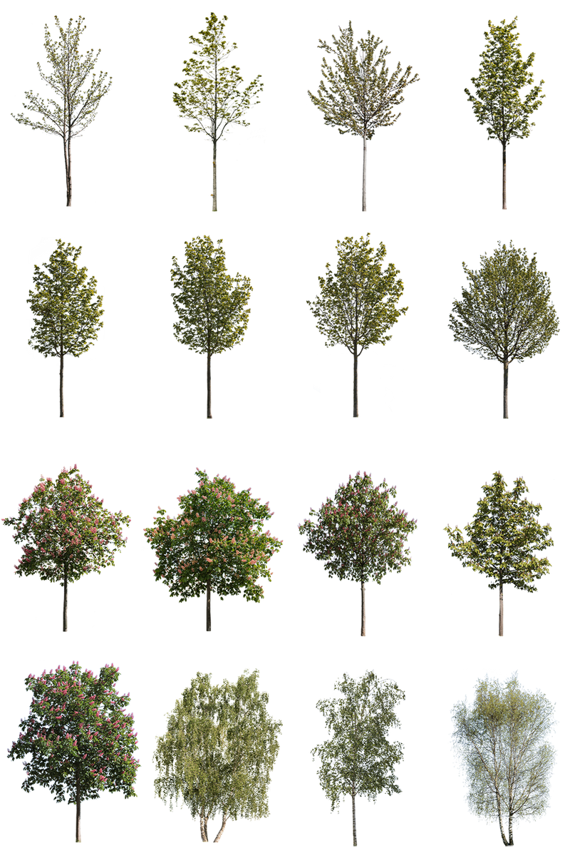 12 Large Trees Pack – Cutout|trees