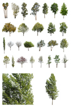 DIVERSE TREES | Package – Cutout|trees