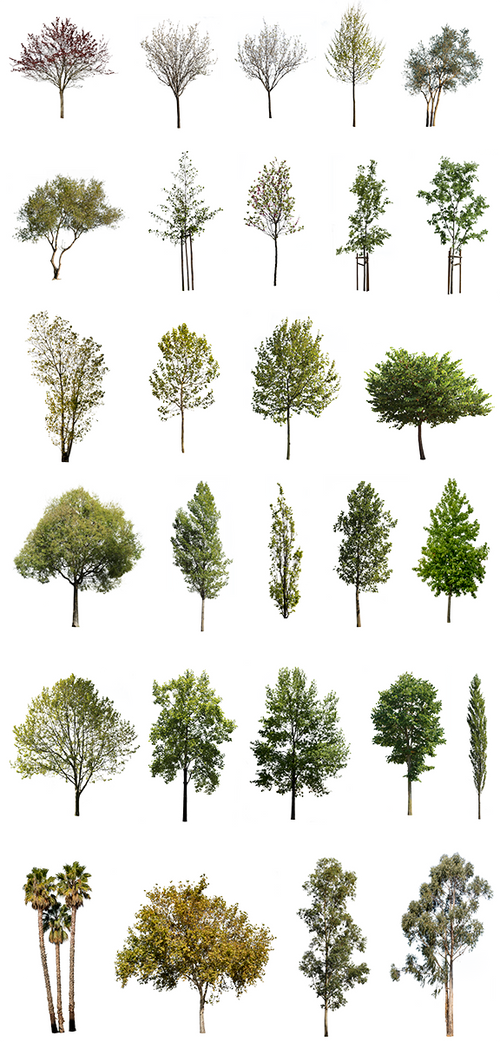 DIVERSE TREES | Package – Cutout|trees