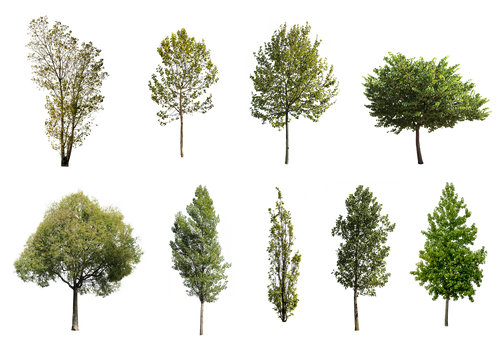 DIVERSE TREES | Package – Cutout|trees