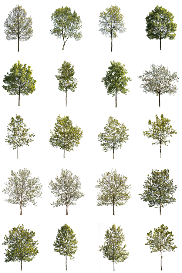 12 Large Trees Pack – Cutout|trees