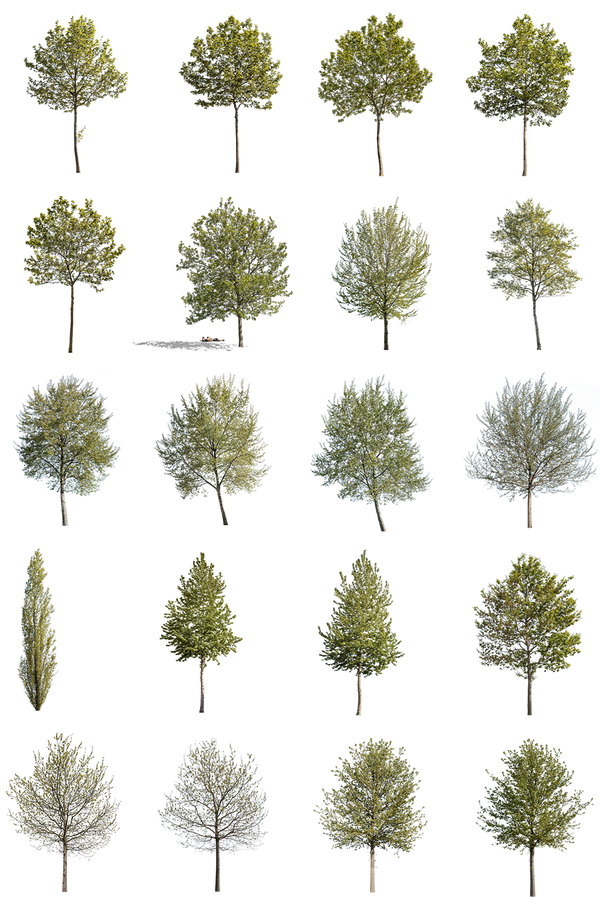 12 Large Trees Pack – Cutout|trees