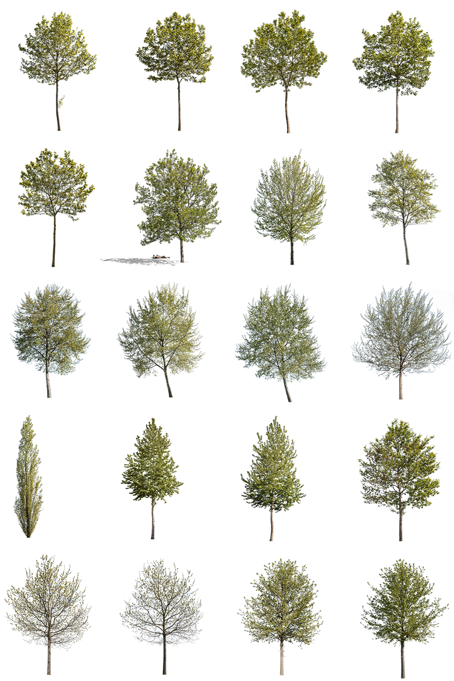 12 Large Trees Pack – Cutout|trees