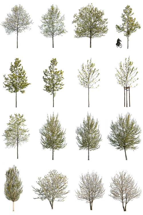 12 Large Trees Pack – Cutout|trees