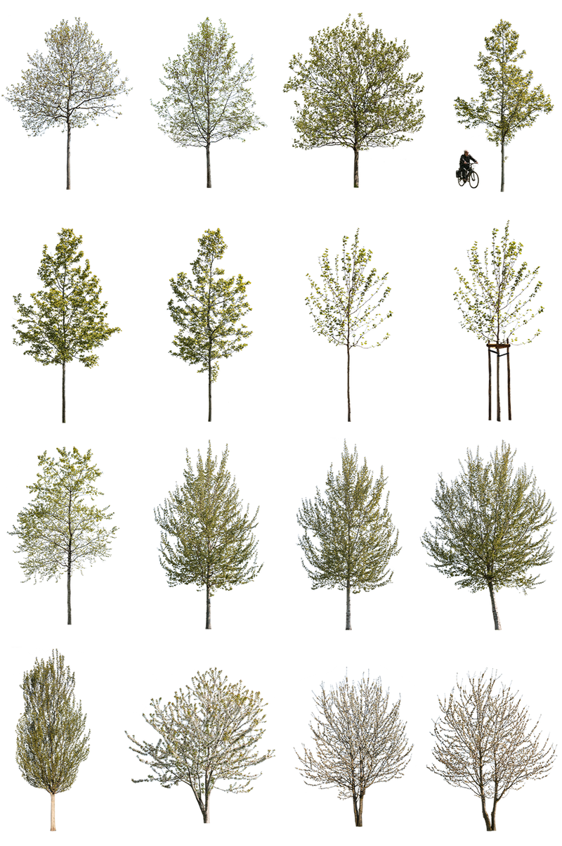 12 Large Trees Pack – Cutout|trees