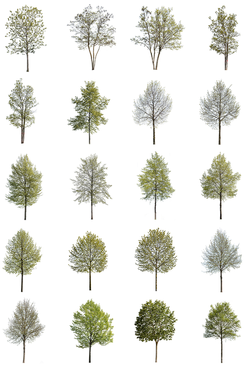 12 Large Trees Pack – Cutout|trees