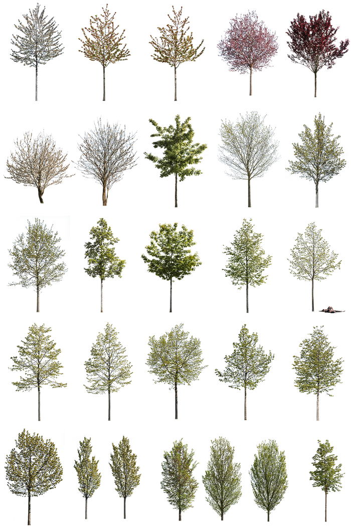 12 Large Trees Pack – Cutout|trees