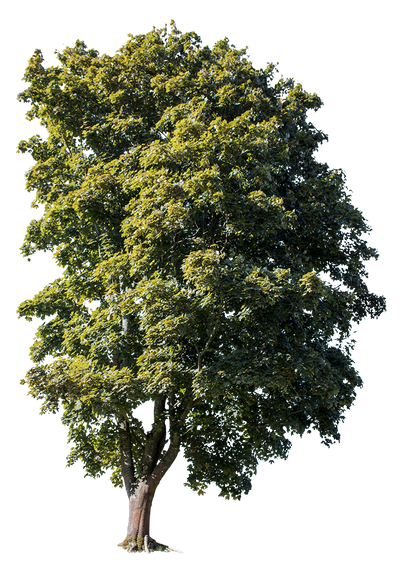 Acer campestre 4 – Cutout|trees