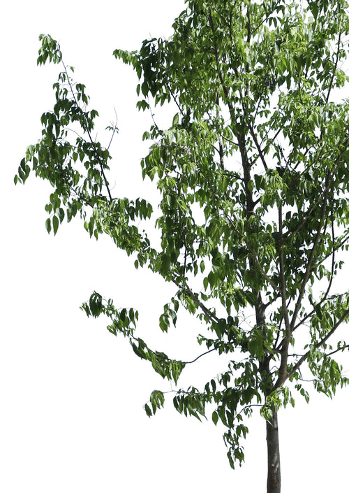 Celtis australis IV – Cutout|trees