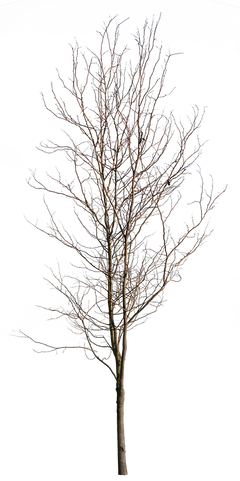 Deciduous Tree Winter V – Cutout|trees