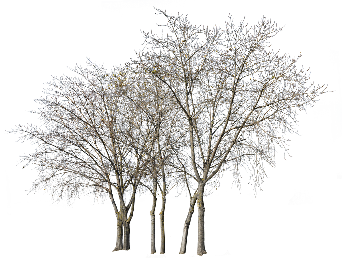 Deciduous-trees-Group-Winter-II - cutout trees