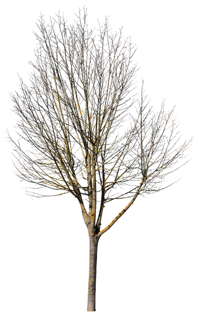 Deciduous Tree Winter VII – Cutout|trees